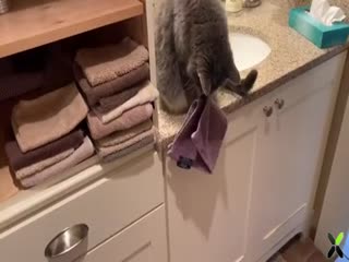 Пушистый хулиган