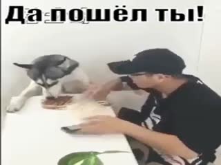 Собакен рассердился