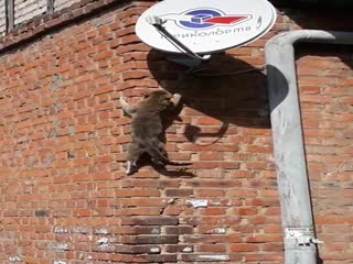Кот лезет по кирпичной стене