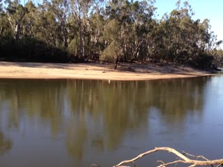 Кенгуру плывет через реку