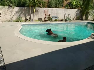 Мама-медведица и детеныш охлаждаются в бассейне