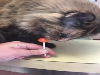 Не, ну вкусно же!