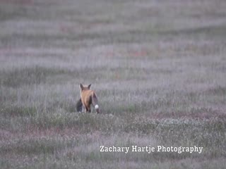 Поесть не дали