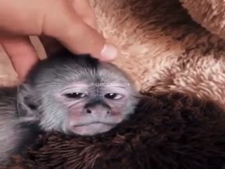 Кто б меня так погладил:)