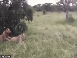 Опасность слева!