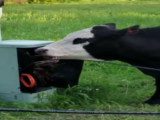 Корова ест телефонные провода