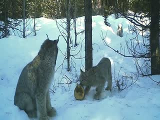 Рысь поймала зайца. Удачная съемка на фотоловушку