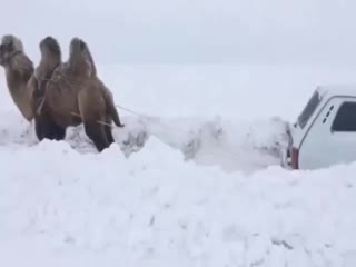 Помощь в виде двугорбого