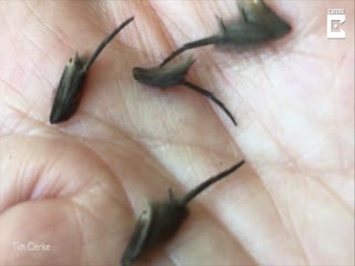 Странные существа