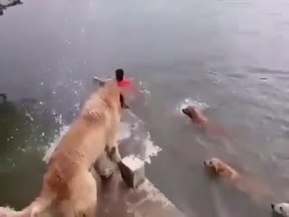 Заботливые собаки 