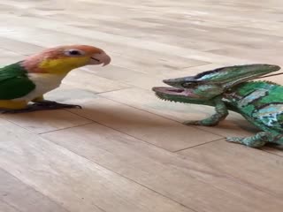 Хамелеон против попугая
