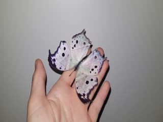 Удивительная бабочка с блестящими крыльями