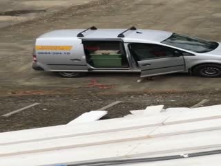 Лиса украла пиццу из автомобиля