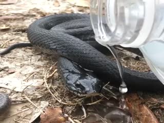 Спасение змеи