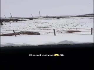 В США от аномальных холодов погибают коровы