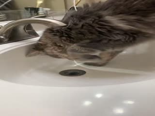 Умный котик