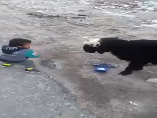 Лилипут против барана