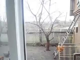 Ручная сорока