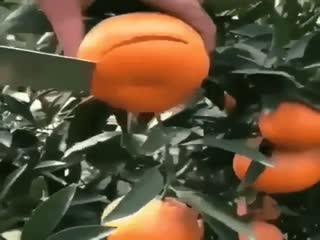 Настоящий свежевыжатый апельсиновый сок