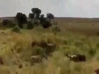 Спасение зебры