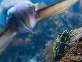 Хитрый охотник 