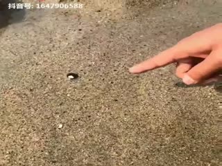 Что это за существо под песком???