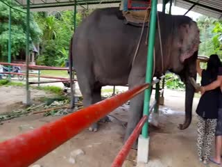 Еще один грубый слон из Таиланда