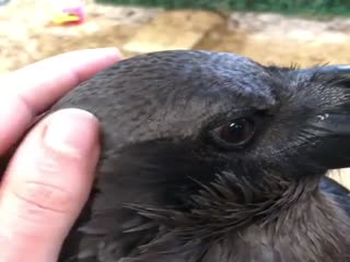 Вы когда-нибудь видели ухо у ворона?