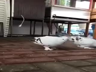 Голубь-акробат