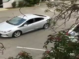 Хомяки и люди