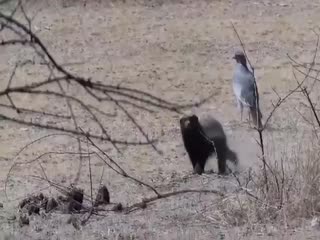 Неугомонные медоеды