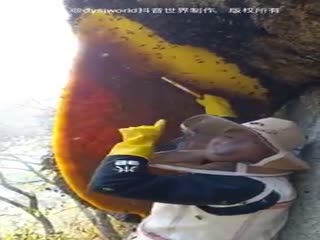 Сбор дикого мёда.Китай.