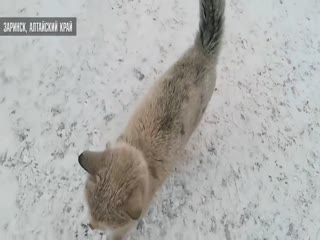 Заберите Стёпу