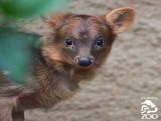 Три кило обаяния