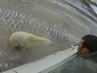 Любопытный белый медведь