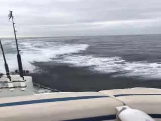 Огромные касатки гонятся за катером