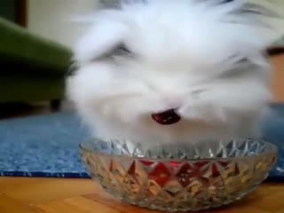 Кролик-людоед?