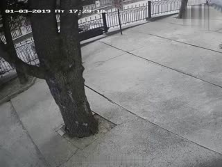 В Крыму дерево рухнуло на проезжающий автомобиль