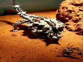 Австралийская ящерица закусывает муравьями