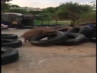 Любвеобильный кабанчик