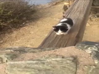 Маленький путешественник