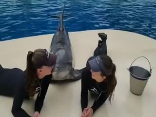 Дельфин и девушки