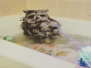 Весёлый енот