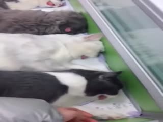 Коты после анестезии