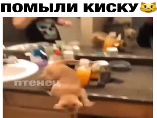 Переполох в доме