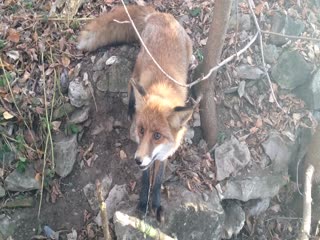 Спасенная лиса