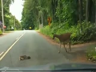 Испуганный оленёнок