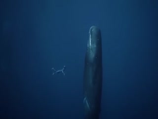 Знаменитый дайвер Гильом Нери на съемках документального  ильма 