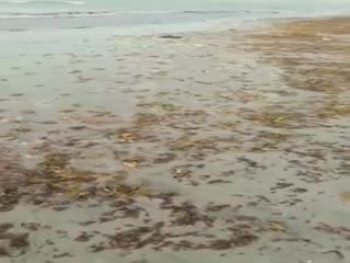 Сотни раков выбросило на берег Каспия