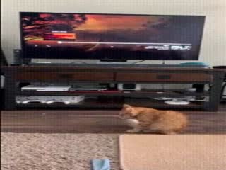 Глянь, это твои сородичи